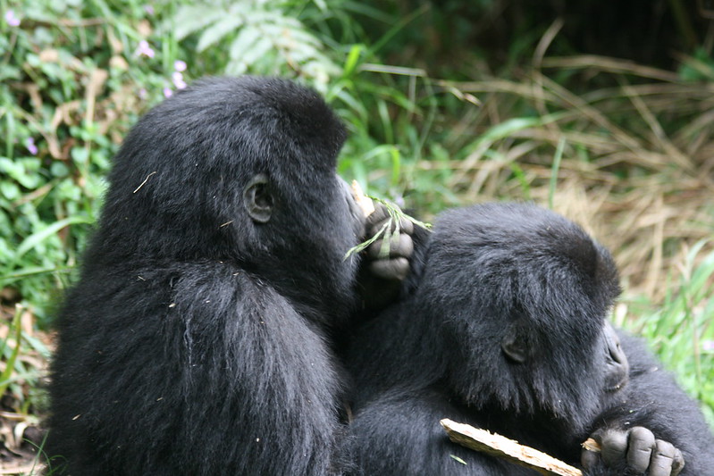 Volcanoes National Park Rwanda 