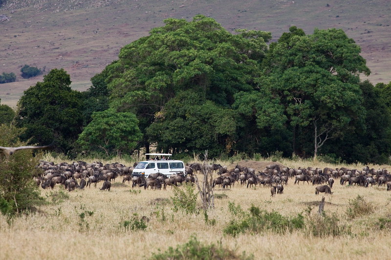 Masai Mara National Reserve 