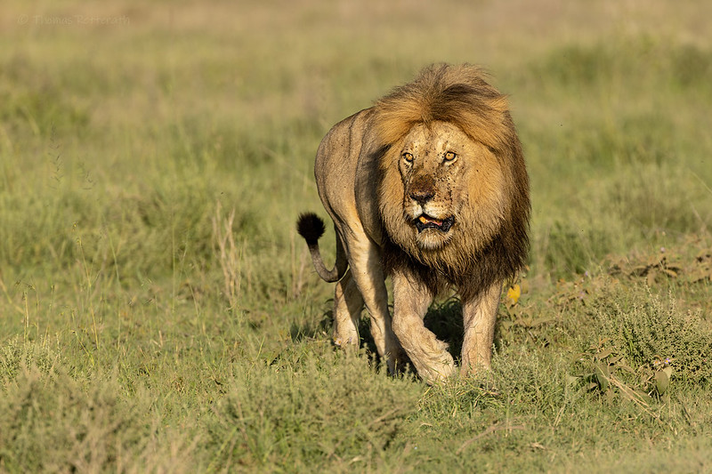 Serengeti National Park 